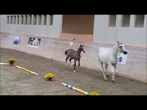 Rivadonna W CH, Stute, 2017, Bellini Royal x Darco