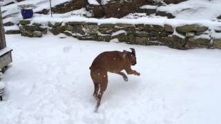 Boxer snow dog