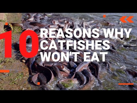 Why Catfishes are not Eating? 10 Major Reasons Why Catfish won't Eat Feed #catfishfarm #fishfeeding