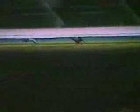 Scurlogue Champ Debut Race White City July 7th 1984