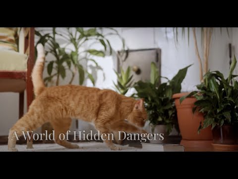 Beware! Deadly Houseplants You Should Avoid