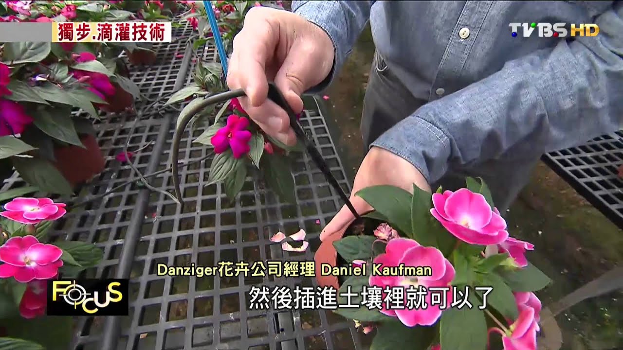 【FOCUS新聞】沙漠中的農耕革命　以色列獨步滴灌技術