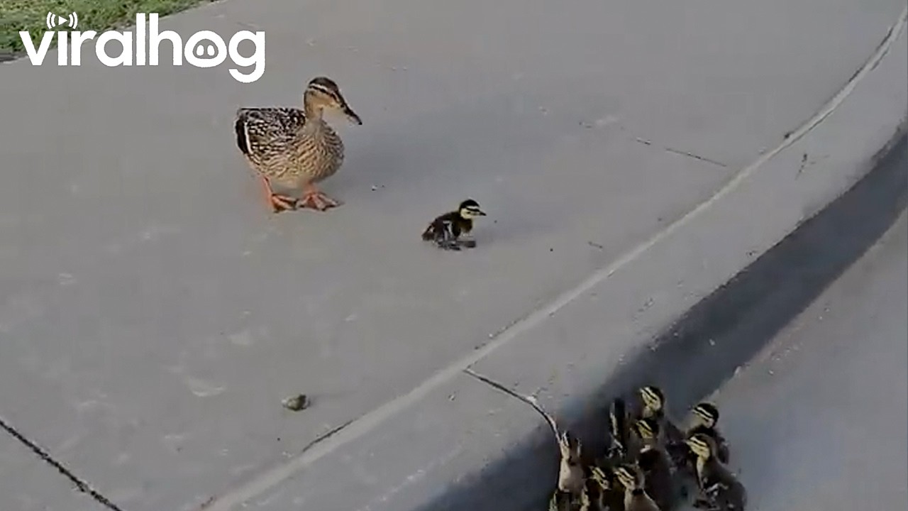 Ducklings Needed a Helping Hand || ViralHog