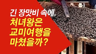 긴 장맛비 속에 처녀왕은 교미여행을 마쳤을까?