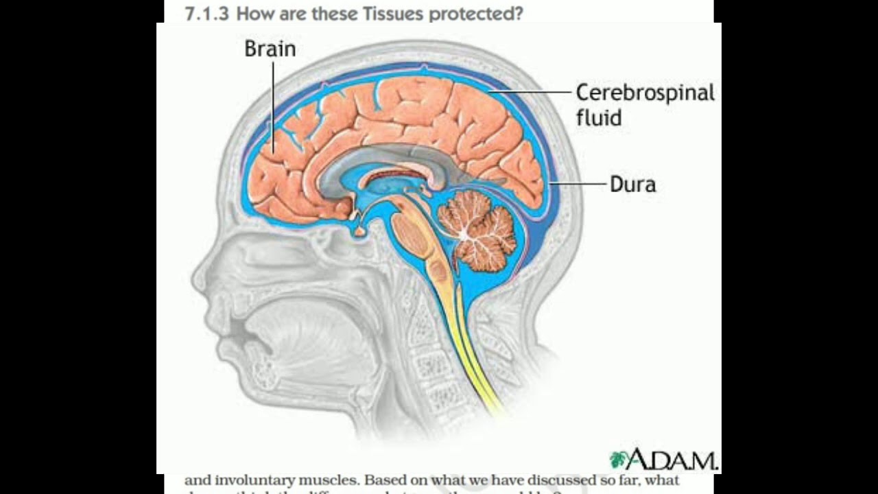 How are these Tissues protected |Class-10 | Science | Chapter-7 Control and Coordination| NCERT