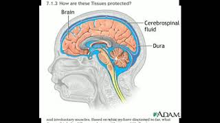How are these Tissues protected |Class-10 | Science | Chapter-7 Control and Coordination| NCERT