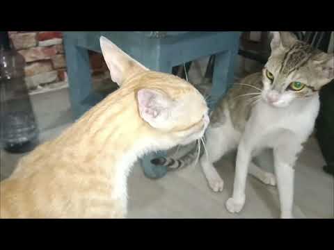 Roshini chandini fighting🙀🙀