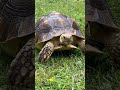 Tortoise cruising #pettingzoo #animal #tortoise
