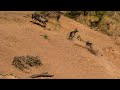 Close Call Wildebeest Vs Leopard Kenya Safari