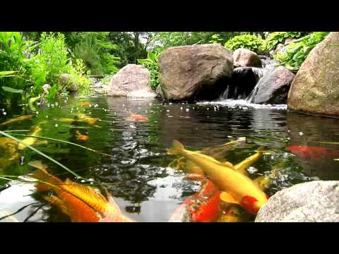 York, Lancaster, Harrisburg PA Backyard Koi Fish Ponds, Waterfalls, and Fountains