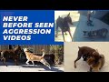 Crazy aggression, dominant, reactive and leash reactive videos// You don't want to miss Bosco.