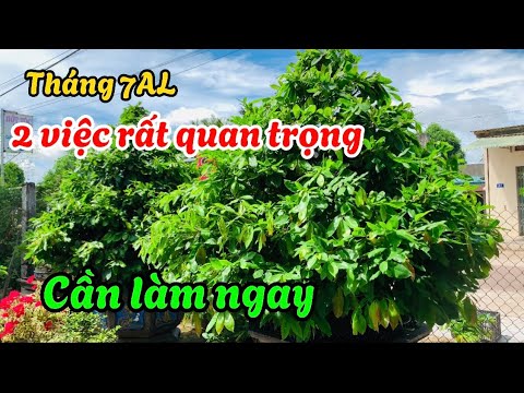 Chăm sóc mai tháng 7AL,2 việc quan trọng các bạn cần làm ngay |@AnhDongBonsai