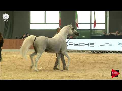 N.97 FRASERA RAMSETE - SEWC 2018 - Senior Stallions (Class 5B)