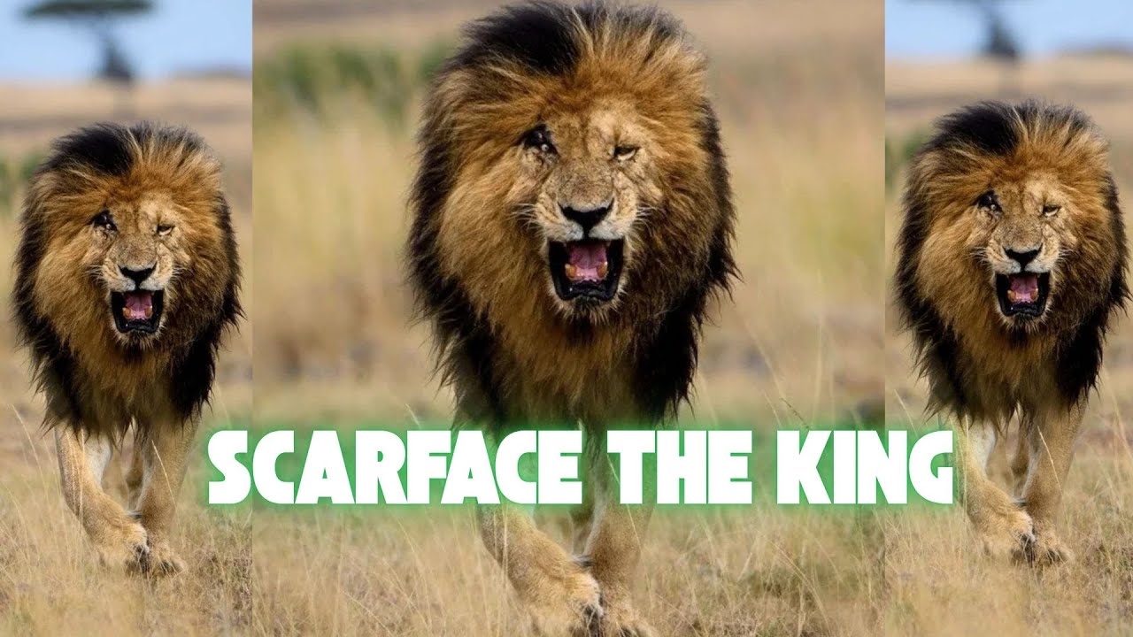 Lions: The African Savanna's Kings