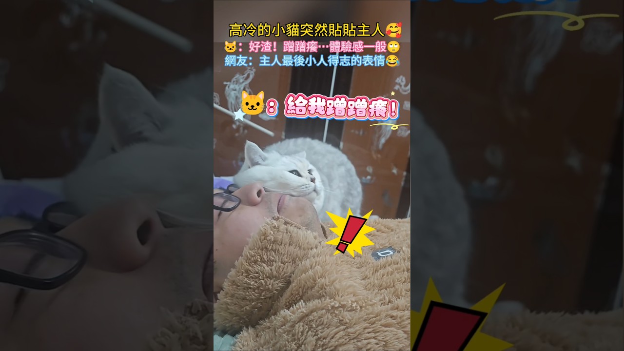 高冷小貓突然熱情❤️‍🔥笑噴我😂 🐱：好渣臉！蹭下癢…體驗感一般🥲 網友：主人最後好得意的嘴角😂 #cat #cute #shorts #funny #funnyshorts