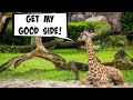 SUPER Cute Giraffe Exploring Animal Kingdom Ride POV And Animal Pictures