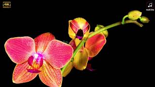 Download lagu SYAIKHONA VERSI DANGDUT KOPLO mp3