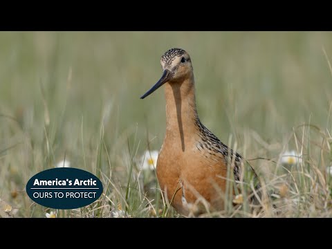 Brehár červenokrký (Limosa lapponica) — migrácia do americkej Arktídy