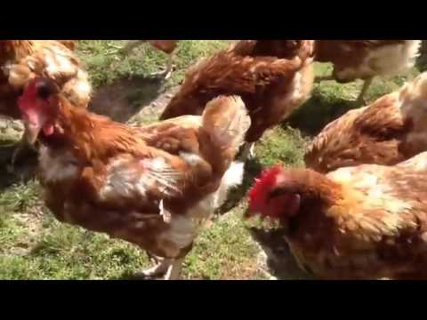 Riducendo laltezza dello spazio articolare del ginocchio Supposte rettali per giunti