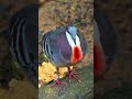 My red heart for you, endangered species : Luzon Bleeding-heart (Gallicolumba luzonica). #birds