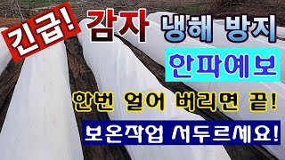[텃밭농부. 1,379]  긴급!  감자 냉해 예방 조치 필요. 한번 얼면 끝! #감자재배