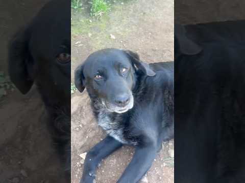 Regalo Linda splendida cagnolona cerca casa 