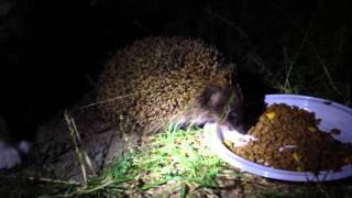 preview picture of video 'Hedgehog eating cat food'