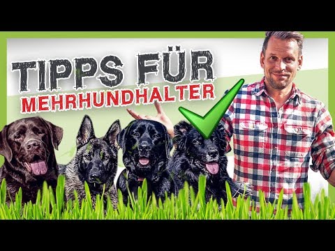 3 Tipps für Mehrhundhalter ▶︎ So funktioniert das Zusammenleben