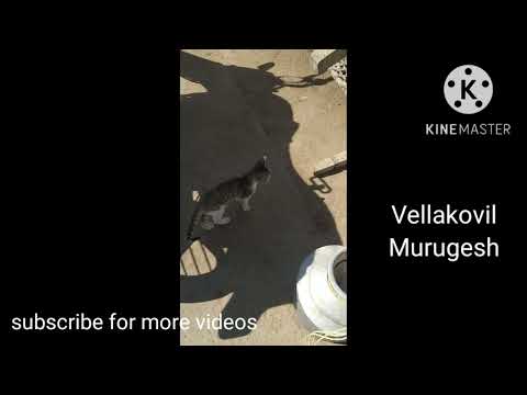 funny cats#comedy#vellakovilmurugesh