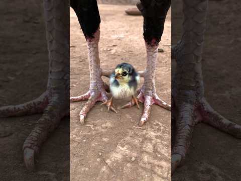 This child will become as much as his father one day #newsong #birdsounds #viralvideo