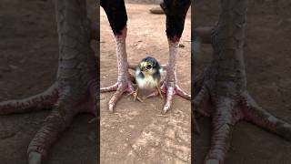 Download lagu This child will become as much as his father one day #newsong #birdsounds #viralvideo mp3