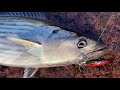 Bonito catch and cook - Tempura and sashimi - Sydney land based lure fishing - Bugsy Fishing Ep 29