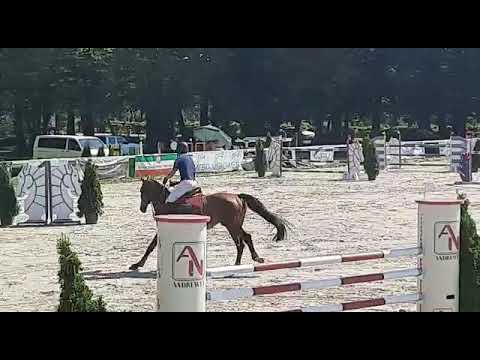 Tracja (Spartacus x Triple) 2020/08/21 ZO Bogusławice - ŚR 130 cm I SPRZEDANA/SOLD