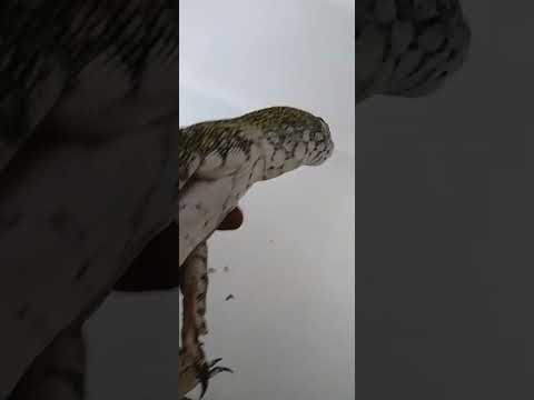 Nile monitor handling tips and tricks with aggressive Nile monitor.‼️💯