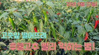 고춧잎 떨어뜨려 후물고추 빨리 익히는 법!! 고추 농사 잘짓는 농사의 여신표 비법!!