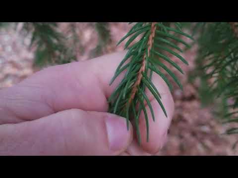 How to Identify Spruce Trees