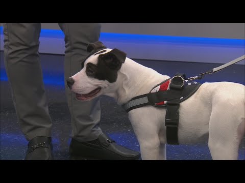 News 13 Pet Adoption Option: Victor - YouTube