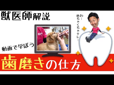 犬の歯の磨き方 - 完全ガイド