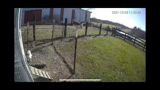 Rooster battles hawk and saves hen&#39;s life.