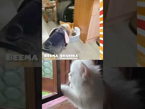 cat's funny videos 🤣🤣 #cat #trendingshorts #catfunny #catfamily #comedy #cutecat
