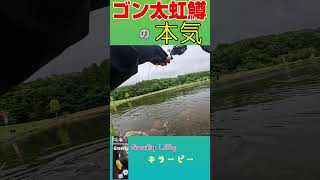 ゴン太すぎる大型ニジマス、何度寄せても沖に走る…【Gravity 1.65g】