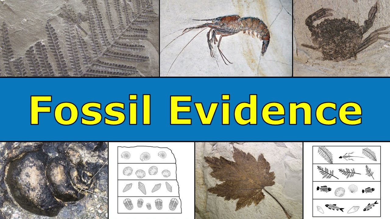 Fossil Evidence