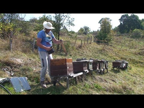 Bez rizika nema dobitka, Vladimir Dzuverovic   mladi pčerlar