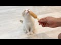 生まれて初めて子猫がアイスを食べたら冷たすぎてこうなっちゃいました…笑