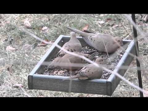 Mourning doves, feeding