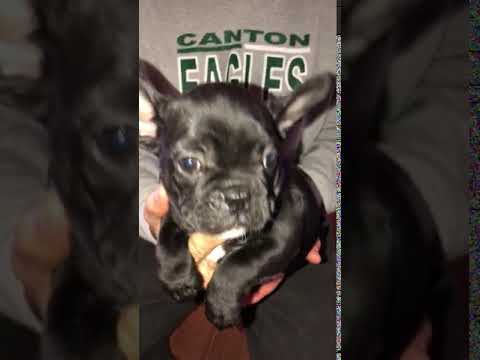 Petey the awesome will steal your heart and is super cobby