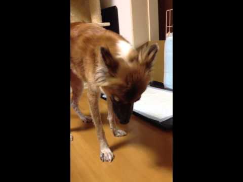 犬が咳き込んで白い粘液を吐く - どうすればいいですか?