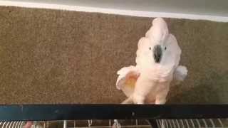 Cockatoo freakout