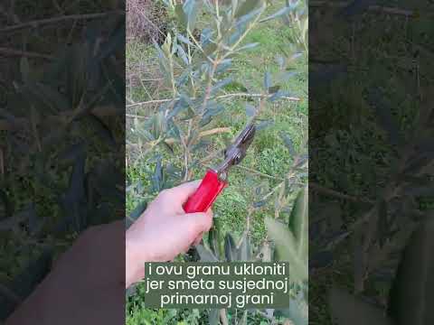 Rezidba maslina - formiranje mlade sadnice (Primjer2 - Leccino)