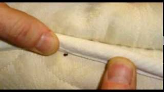 Cómo ELIMINAR los chinches -- Chinches911.com